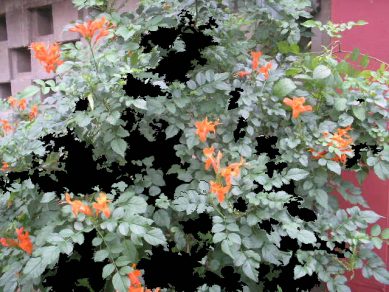 Black Hole Flowers