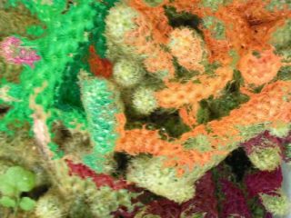Colored Cactus